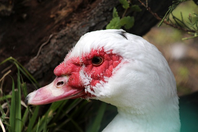 當球隊與曼 當球隊與曼